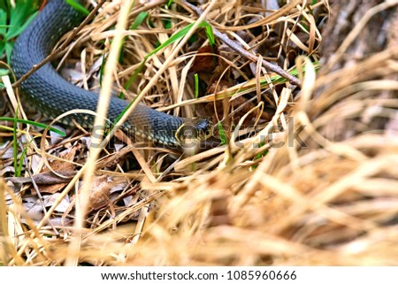 Creeping snake close-up.