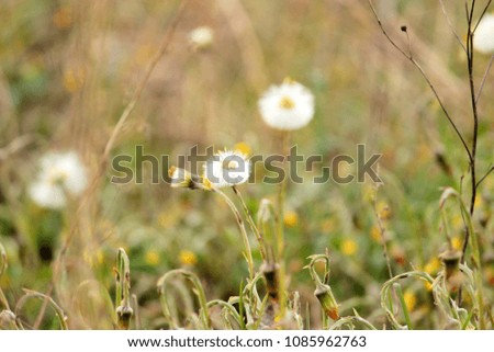 Abstract background with dense thickets of finishing their blossoming flowers of coltsfoot with some white fluffy cups on lush green meadow. Artistic view