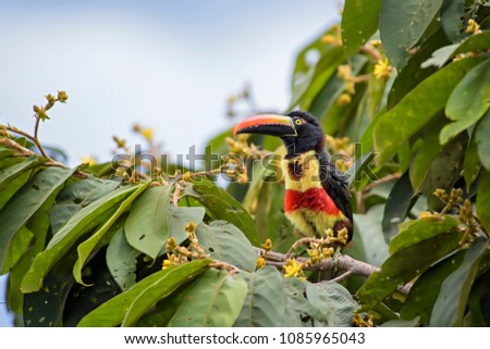 Fiery-billed Aracari - Pteroglossus frantzii, beautiful colorful toucan from Costa Rica forest.