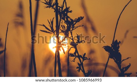 View of Sun setting behind Long Grass D, shallow depth of field background nature photography spring 2018