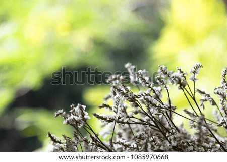 Little white daisy flower with nature green bokeh background and copy space