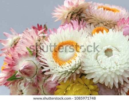 Dryed natural colorful flowers, suitable for transport around the world