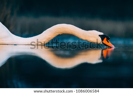 Beautiful white swan on a lake in blue hour.