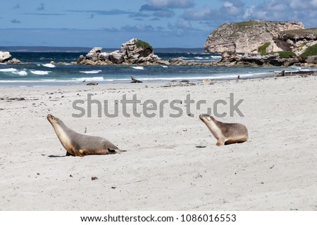 Sea Lions Kangeroo Island