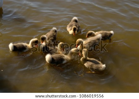 family of geese in the water