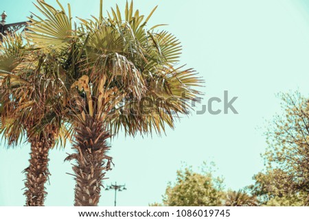 Tall palms in the blue sky
