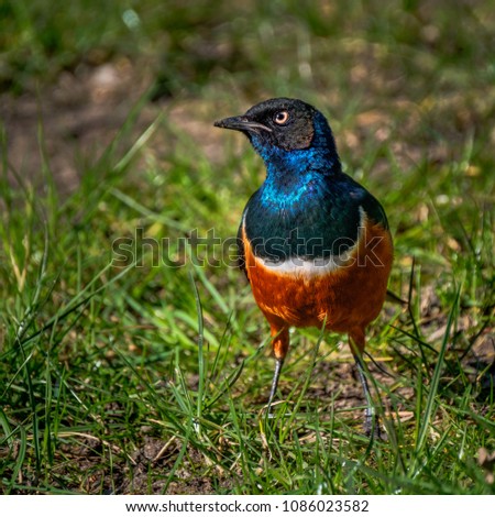 The Superb Starling (Lamprotornis superbus) is a member of the starling family of birds. It was formerly known as Spreo superbus. 
Driekleurige glansspreeuw