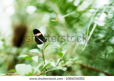 Beauty in nature. Butterfly on the leaf.