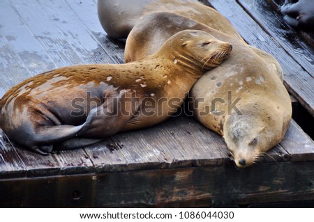 Seals on fisherman’s wharf San Francisco , sleeping in the sun Royalty-Free Stock Photo #1086044030