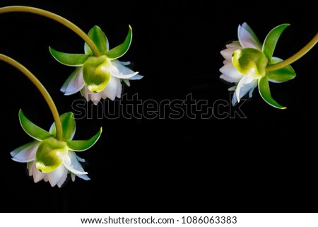 Flower water lily isolated on black background.