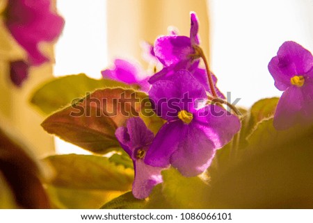 Violet flower close-up