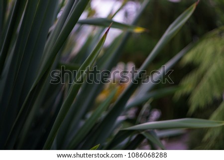 Tropical palm leaves, rain forest exotic concept, green botanical background, negative space, wallpaper, texture, shallow depth of field. 