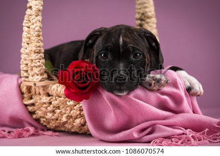 portrait of black dog staffbull puppy in wicker basket, with pink handkerchief and red rose, on pink background