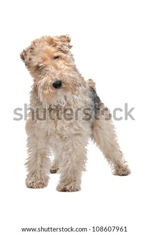 Wire fox terrier in front of a white background Royalty-Free Stock Photo #108607961