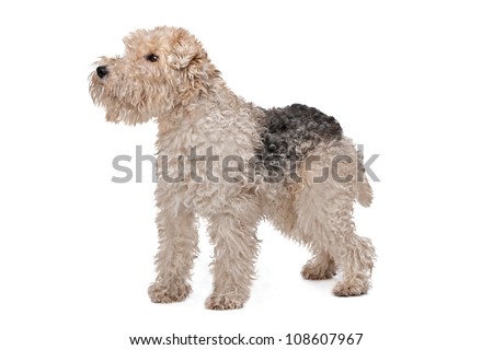 Wire fox terrier in front of a white background Royalty-Free Stock Photo #108607967
