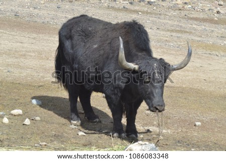 A click of an animal (yak) in sunny day