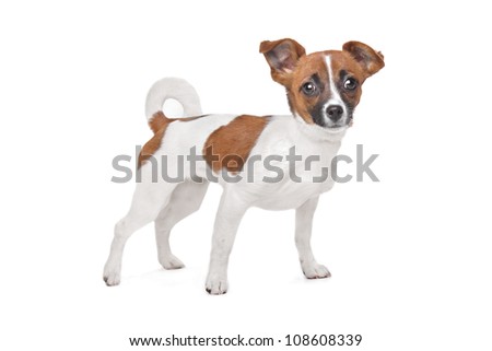 Mixed breed dog. Chihuahua and Jack Russel Terrier mix