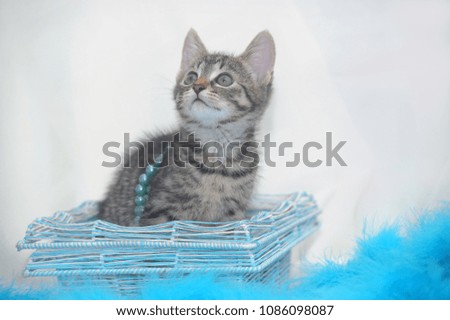 striped kitten on a light background with blue beads