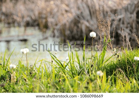 Abstract background with dense thickets of finishing their blossoming flowers of coltsfoot with some white fluffy cups on lush green meadow. Scenic landscape