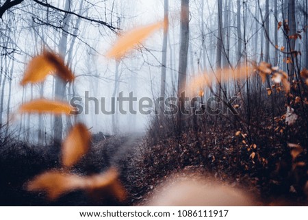 Small leaves in the foreground and a path in the dark forest like fireflies