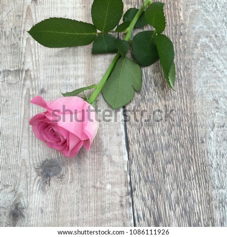 pale pink rose on wooden background