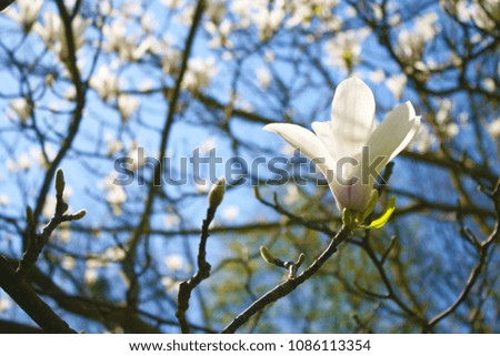 White magnolia in the botanical garden