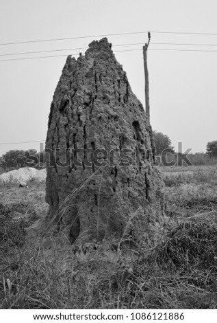 Huge termite anthill. Massive termite mound. A giant termite hill colony in African outback. Black and White Photography.