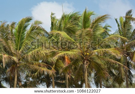 Coconut trees with blue sky in the background. Close up. Wonderful landscape. Stunning tropical nature. Beautiful background with palm trees and blue sky. 