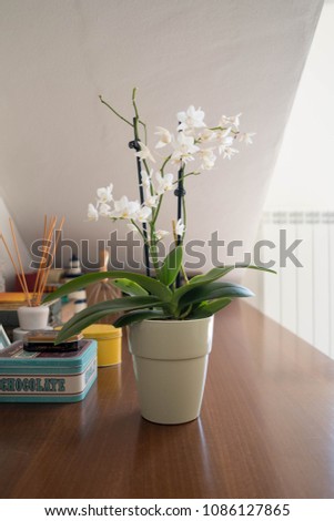 orchid on table
