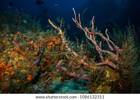 Coral reef of Cozumel island