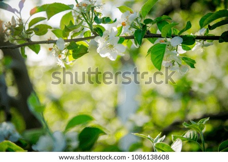 apple blossom. Apple-tree color. flowering branches of a fruit garden.  spring flowering of the garden. Background of spring cards