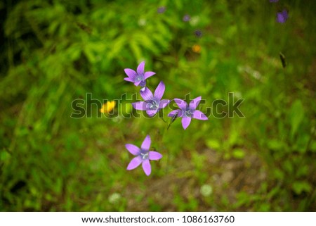 Purple Spreading bellflower on the spring meadow.