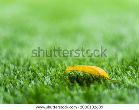 Texture of plastic artificial grass and the fall leaves by shallow depth of field
