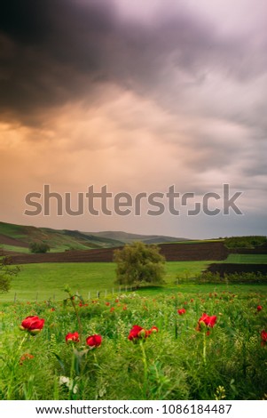 
Beautiful landscape with steppe peonies after rain. Unique place in Europe. The only place where these flowers grow is in Transylvania, Romania. 