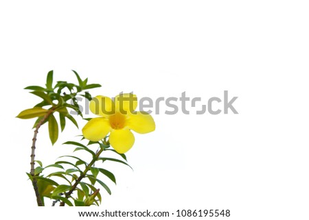 The Golden Trumpet flower and green leaf on white background. Isolated photo
