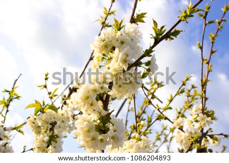 blooming tree with white branches