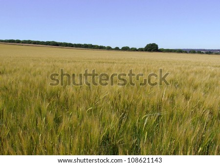 Wheat Field Landscape