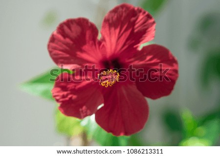 red hibiscus flower with leaves on sunny day. Focus on the pestle