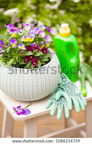 beautiful pansy summer flowers in garden, tools