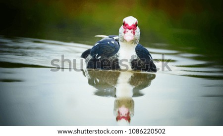 Muscovy duck swimming in pond, happy waterfowl enjoying freedom on beautiful water