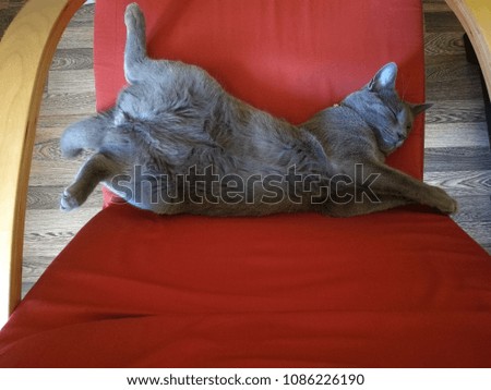 funny gray cat is lying relaxed on his back