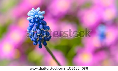 Garden flowers in spring