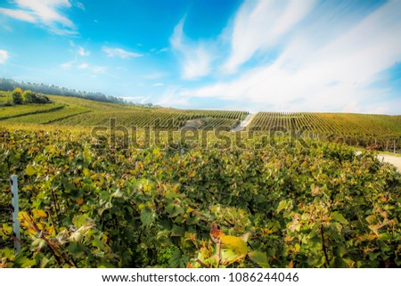 View of vineyards from Champagne area in France