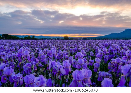 Blue Iris Flowers In Field Stock Photos And Images Avopix Com Blue Iris Flowers In Field Stock Photos And Images Avopix Com