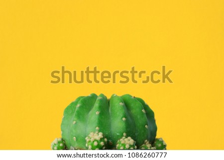 Cactus with yellow backgrounds, Summer creative concept, Minimal style.