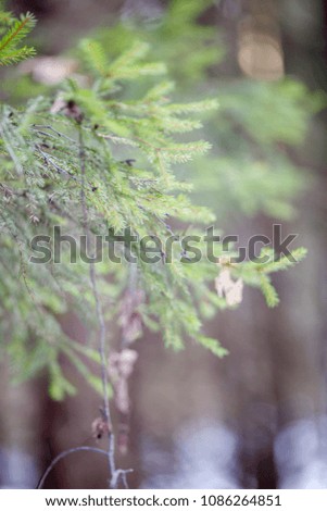 Image of branch of spruce on blurred background