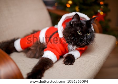 Photo of New Year's cat in Santa's costume
