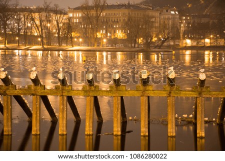 Seagulls on a wood at Vltava river. Prague, Czech.