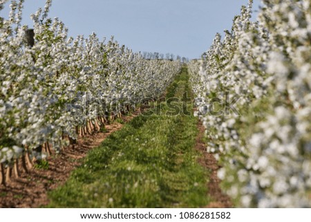 Fruit Paradise on an industrial scale: blooming Apple orchard.