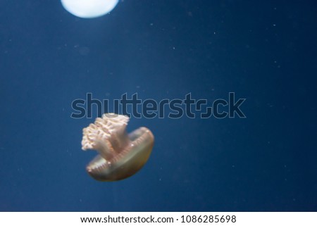 Blurry Out of Focus  Closeup macro Horizontal Full length image of a breede jellyfish bron color and blue background